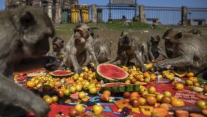 Monkeys eating various fruits on a picnic blanket.