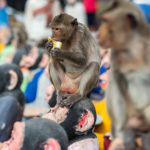 Lopburi holds its annual Monkey Festival where local citizens and tourists gather to provide a banquet to the thousands of long-tailed macaques that live in central Lopburi. 