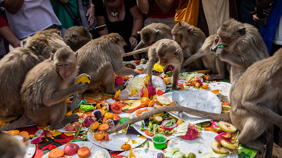 Monkeys eating various foods on a table....