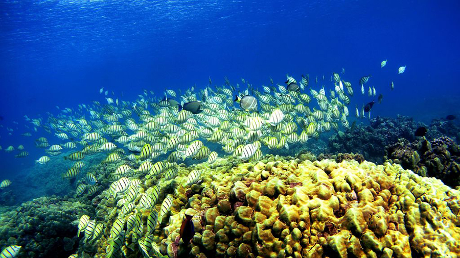HONOLULU, HI - JANUARY 15:  A school of manini fish pass over a coral reef at Hanauma Bay on Januar...