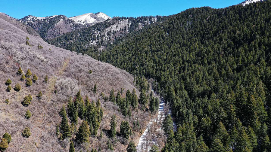 Aerial view of Millcreek Canyon, snow cap mountain and trees...