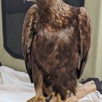 (Courtesy: Best Friends Animal Society) After 9 months of rehabilitation and care at Best Friends Animal Society’s Wild Friends in Kanab, Utah, this Golden Eagle (ID GOEA02282022) was released back into the wild on November 19 in Arizona. 