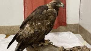 The eagle is perched on a wood log after surgery.