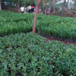 Some of the tens of thousands of fruit tree seedlings contributed by the Church in Dodoma Tanzania 16 Nov 2022. (Intellectual Reserve, Inc.)