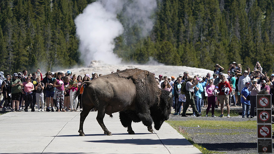 A bison walks past people who just watched the eruption of Old Faithful Geyser in Yellowstone Natio...