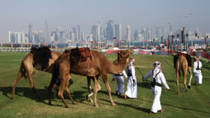 Camels are walked during the FIFA World Cup Qatar 2022 at on November 28, 2022 in Doha, Qatar.