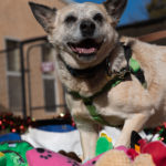 Dogs at Best Friends Animal Society got to choose a toy as a Christmas Gift from donations.