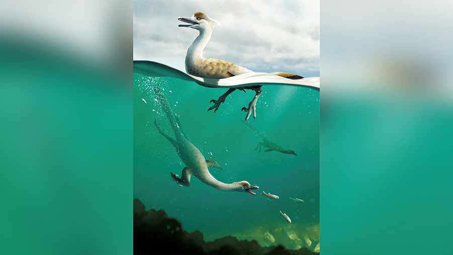 An artist's life reconstruction of the bird-like Cretaceous Period dinosaur Natovenator polydontus,...