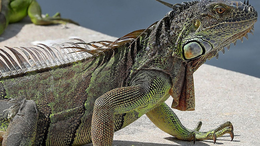 A large green iguana ended up on a transformer at Lake Worth Beach's Sixth Avenue substation, causi...