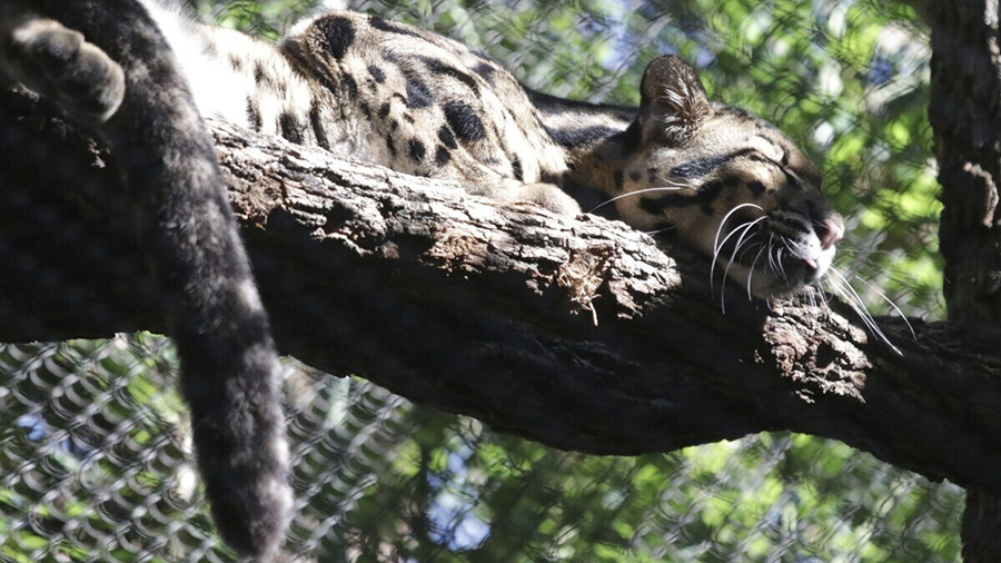 This unadate image provided by the Dallas Zoo, a clouded leopard named Nova rests on a tree limb in...