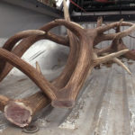 The shaved off elk antlers. (Utah Division of Wildlife Resources)