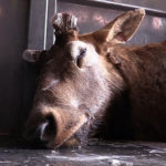 One of the two elks sleeping in the trailer to Utah County. (Utah Division of Wildlife Resources)