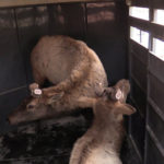 "David" and "Goliath" waiting to be released from the trailer. (Utah Division of Wildlife Resources)