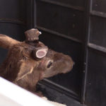 One of the elks waiting to be released from the trailer. (Utah Division of Wildlife Resources)