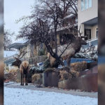 The elks roaming the streets of Salt Lake City. (Salt Lake City Police Department)