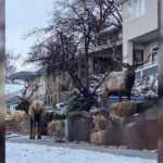 The elks roaming the streets of Salt Lake City. (Salt Lake City Police Department)