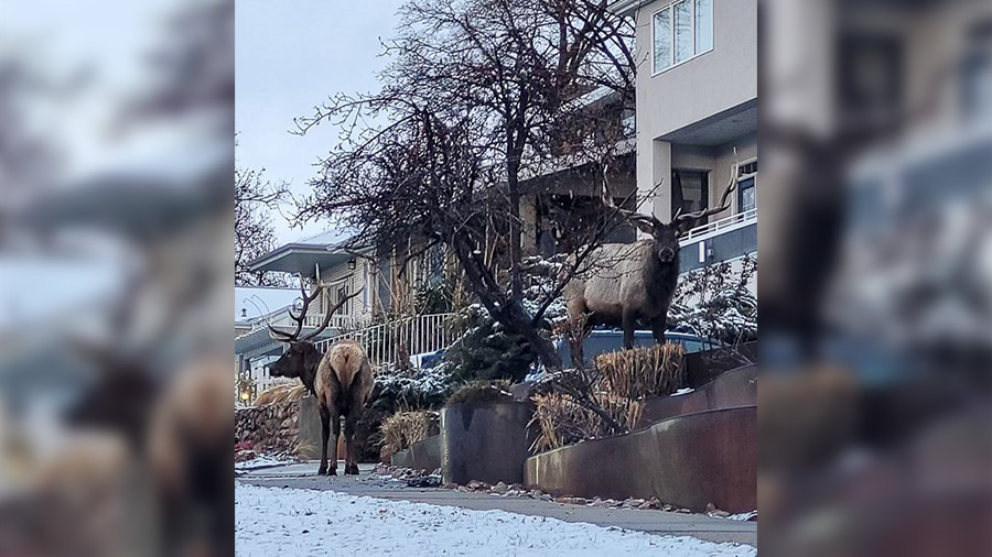 The elks roaming the streets of Salt Lake City. (Salt Lake City Police Department)...
