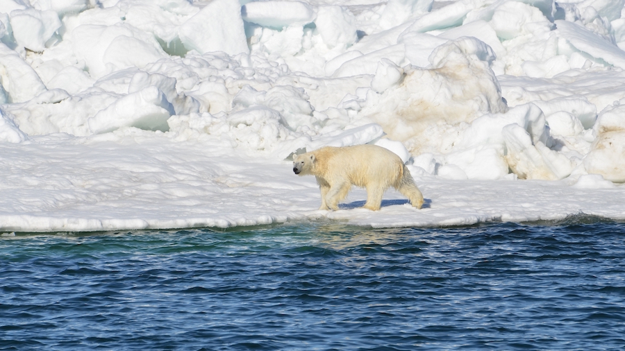 FILE - In this June 15, 2014, file photo released by the U.S. Geological Survey, a polar bear dries...