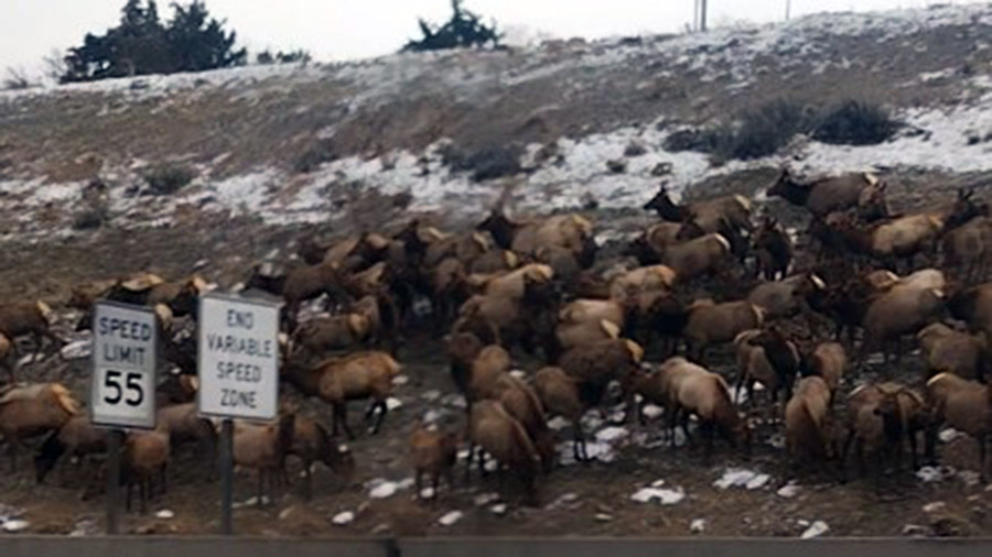 The large herd of about 60 elk near the mouth of Parley's Canyon on Thursday. (Utah Department of W...