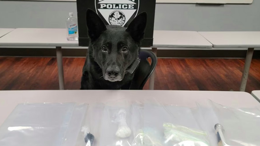 Saginaw Police K9 Cigan sits behind a table with evidence found inside a stolen car. (WNEM)...