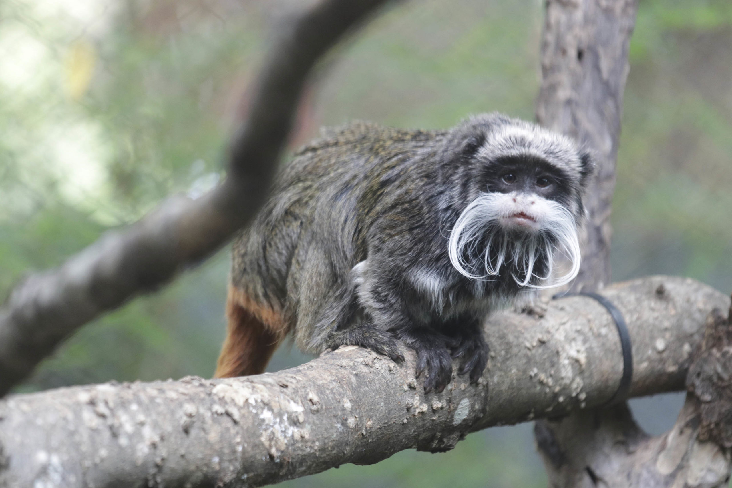 This photo provided by the Dallas Zoo shows an emperor tamarins that lives at the zoo. Two monkeys ...