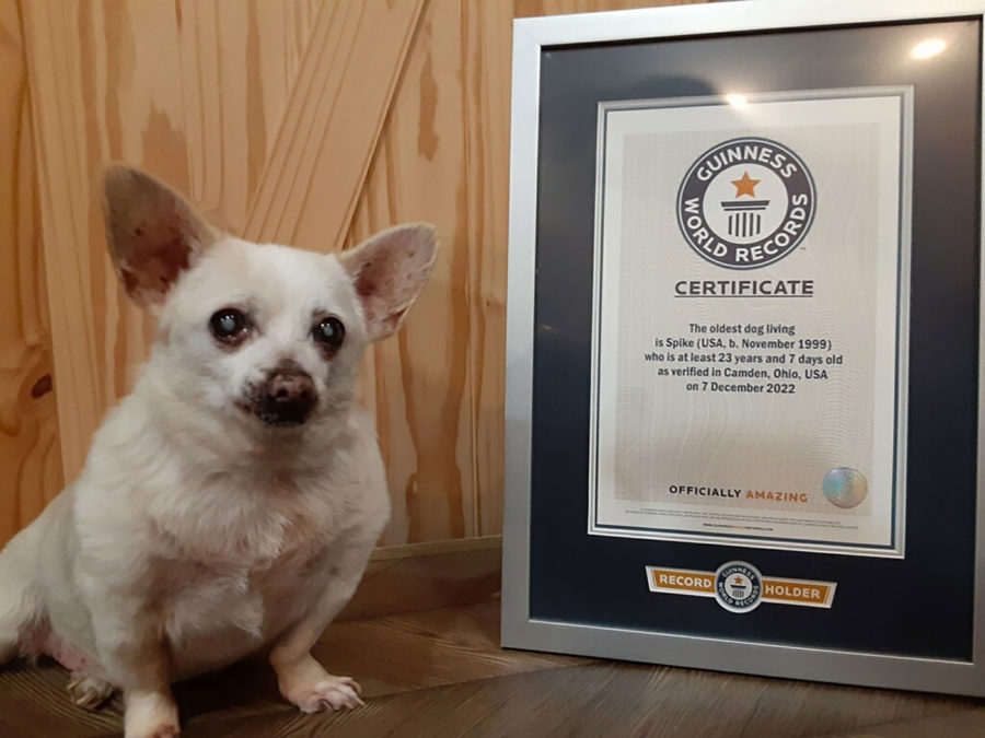 Spike has been officially the world's oldest dog since December 7, 2022.
Mandatory Credit:	From Gui...