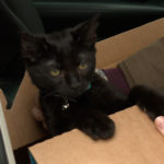 Danielle Knowles adopted this cat she named Lucky. (KSL TV)