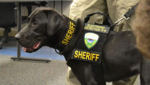 black lab in dog sheriff uniform with a patch