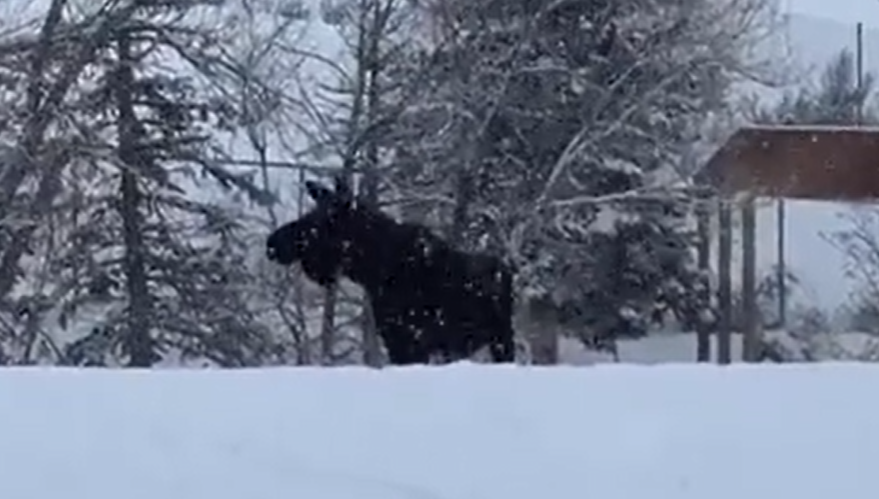 Still from video of the moose.
(Scott Horne)...