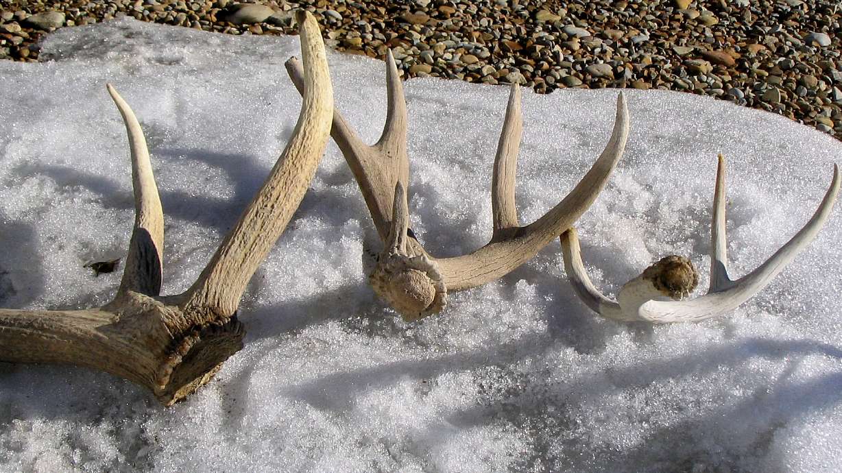 An undated photo of shed mule deer antlers found in Utah. State wildlife officials on Tuesday annou...