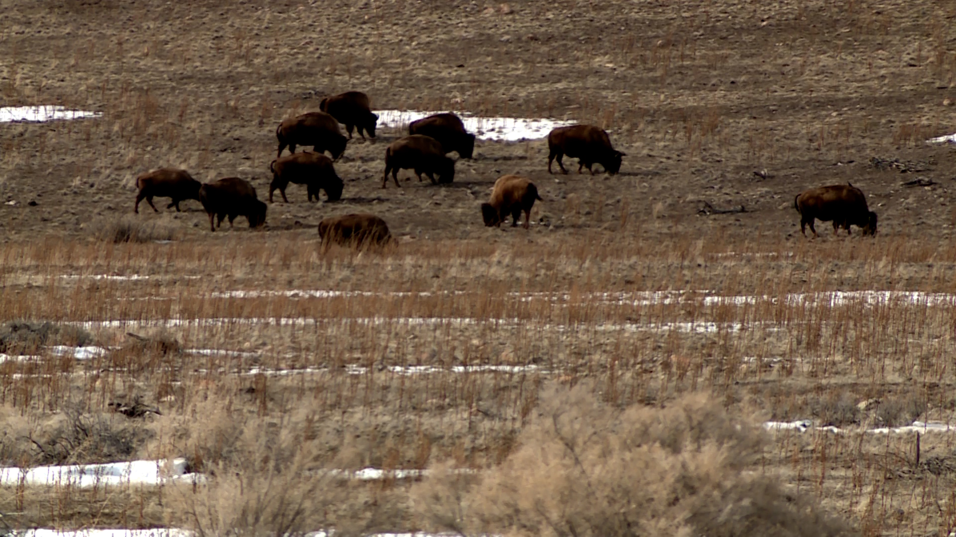 Staying Safe Around Bison at Antelope Island