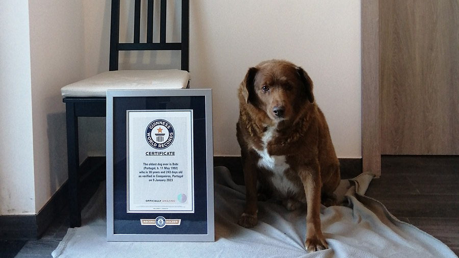 Born on May 11, 1992, Bobi is 30 years and 268 days old. (Guinness World Records)...