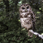 FILE - A northern spotted owl sits on a branch in Point Reyes, Calif., in June 1995. Federal wildlife officials on Wednesday, Feb. 22, 2023, announced a proposal to classify one of two dwindling California spotted owl populations as endangered after a court ordered them to reassess a Trump administration decision not to protect the brown and white birds. (AP Photo/Tom Gallagher, File)