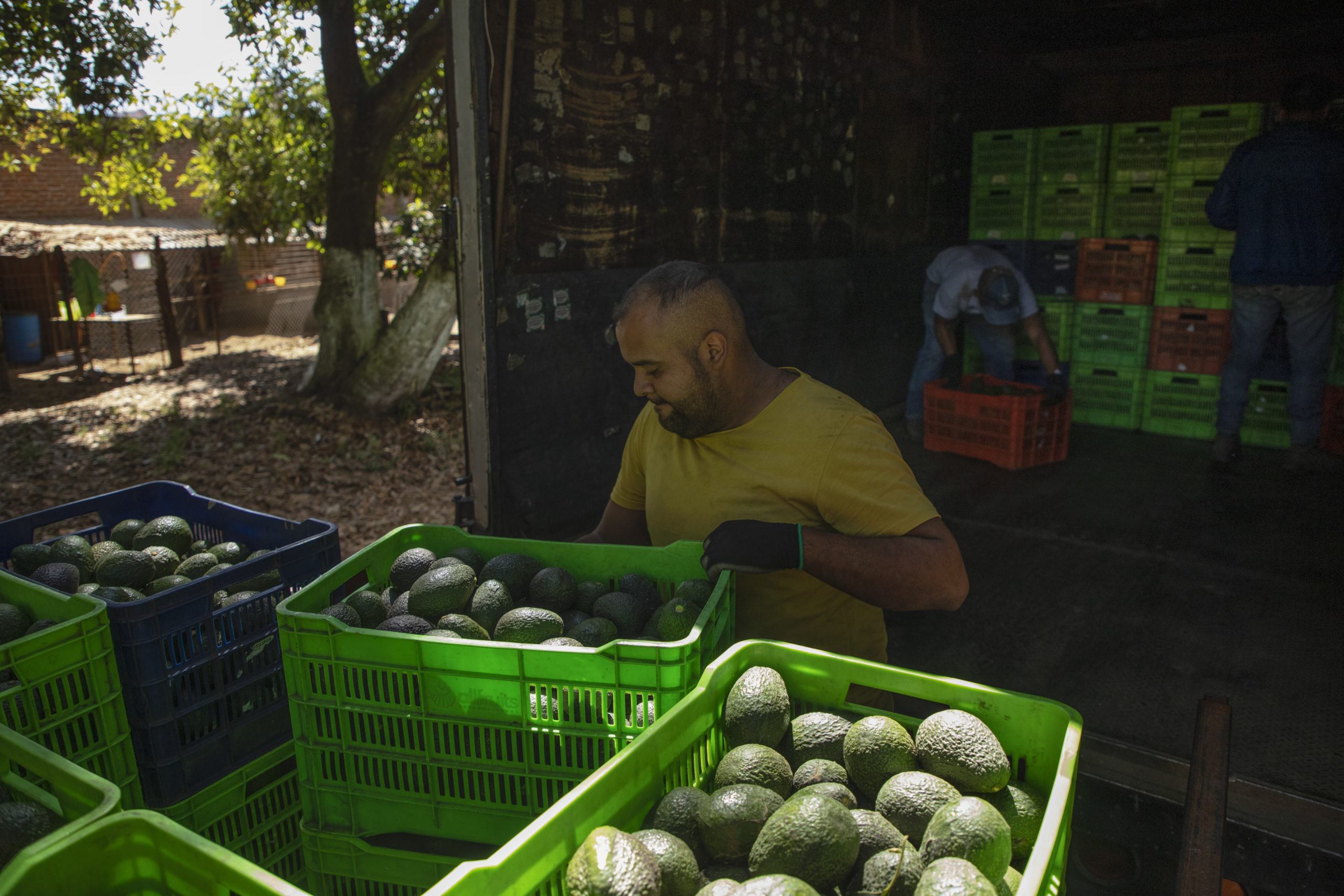 A man works at an avocado orchard in Santa Ana Zirosto, Michoacan state, Mexico, Thursday, Jan. 26,...