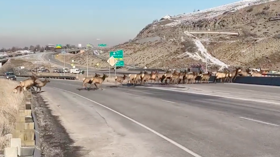 A herd of elk cross I-80 near the mouth of Parleys Canyon on Feb. 1, 2023. (UDOT)...