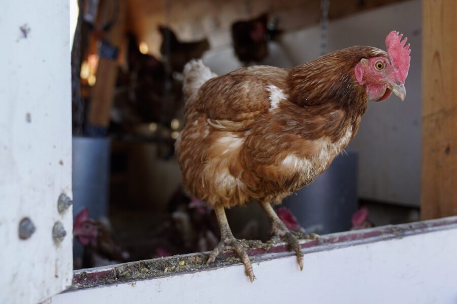 FILE - Red Star chickens roost in their coop, Jan. 10, 2023, at Historic Wagner Farm in Glenview, I...