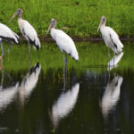 FILE - A flock of wood storks mingles with egrets as they stand in a retention pond along a road in Atlantic Beach, Fla., just before the Intracoastal Bridge on Aug. 12, 2015. The ungainly yet graceful wood stork, which was on the brink of extinction in 1984, has recovered sufficiently in Florida and other Southern states that U.S. wildlife officials on Tuesday, Feb. 14, 2023, proposed removing the wading bird from the endangered species list. (Bob Mack/The Florida Times-Union via AP, File)