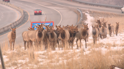 Elk herd near Parleys Canyon