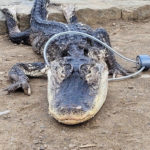 Workers from the New York City Department of Parks got a scaly surprise on Sunday when they discovered and rescued an alligator in a Brooklyn park, according to the department. (NYC Parks)