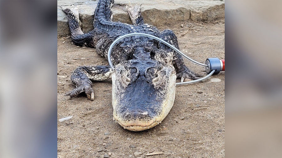 Workers from the New York City Department of Parks got a scaly surprise on Sunday when they discove...