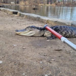 Workers from the New York City Department of Parks got a scaly surprise on Sunday when they discovered and rescued an alligator in a Brooklyn park, according to the department. (NYC Parks)