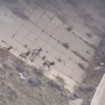An elk herd crosses Interstate 80 near Interstate 215 and Parleys Canyon Sunday morning. The elk fled their wintering home in Salt Lake City back to the canyon after a mitigation effort led by the Utah Division of Wildlife Resources. (Greg Anderson, KSL TV)