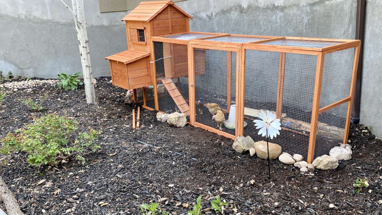 Elayne Harmer's chickens run around their roost in her backyard in Bountiful on June 2, 2022. (Elay...