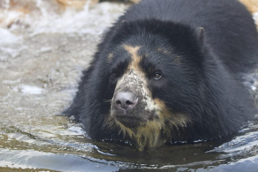 FILE - This 2021 photo provided by the St. Louis Zoo shows the zoo's Andean bear named Ben. The St....
