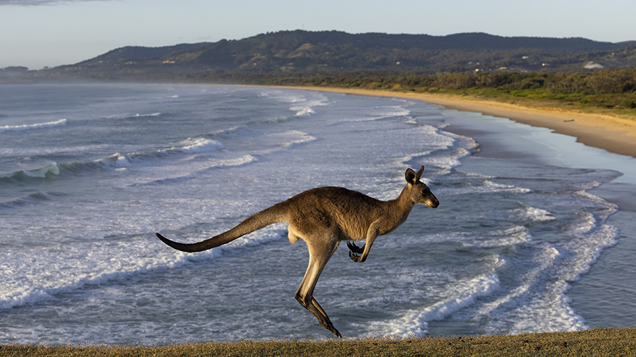 An Eastern Grey Kangaroo is seen on November 25, 2022 in Coffs Harbour, Australia. As spring gives ...