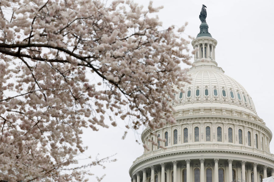 Cherry blossoms bloom on the grounds of the U.S. Capitol on March 27, 2023 in Washington, DC.  This...