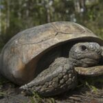 This photo provided by the U.S. Fish &  Wildlife Service shows a gopher tortoise at San Felasco Hammock Preserve State Park in Gainesville, Fla. Gopher tortoises that are threatened by loss of habitat and development should be placed on the endangered species list in four southern states, environmental groups said Wednesday, March 22, 2023, as they prepared to sue the federal government over the issue. (U.S. Fish & Wildlife Service via AP)