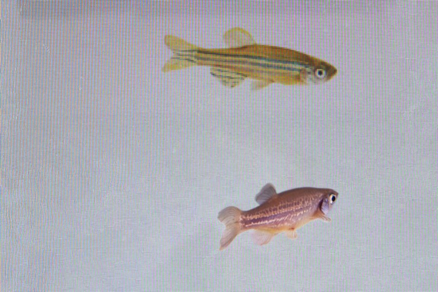 In this photo provided by researcher Rui F. Oliveira, a zebrafish, bottom, is monitored to see its ...