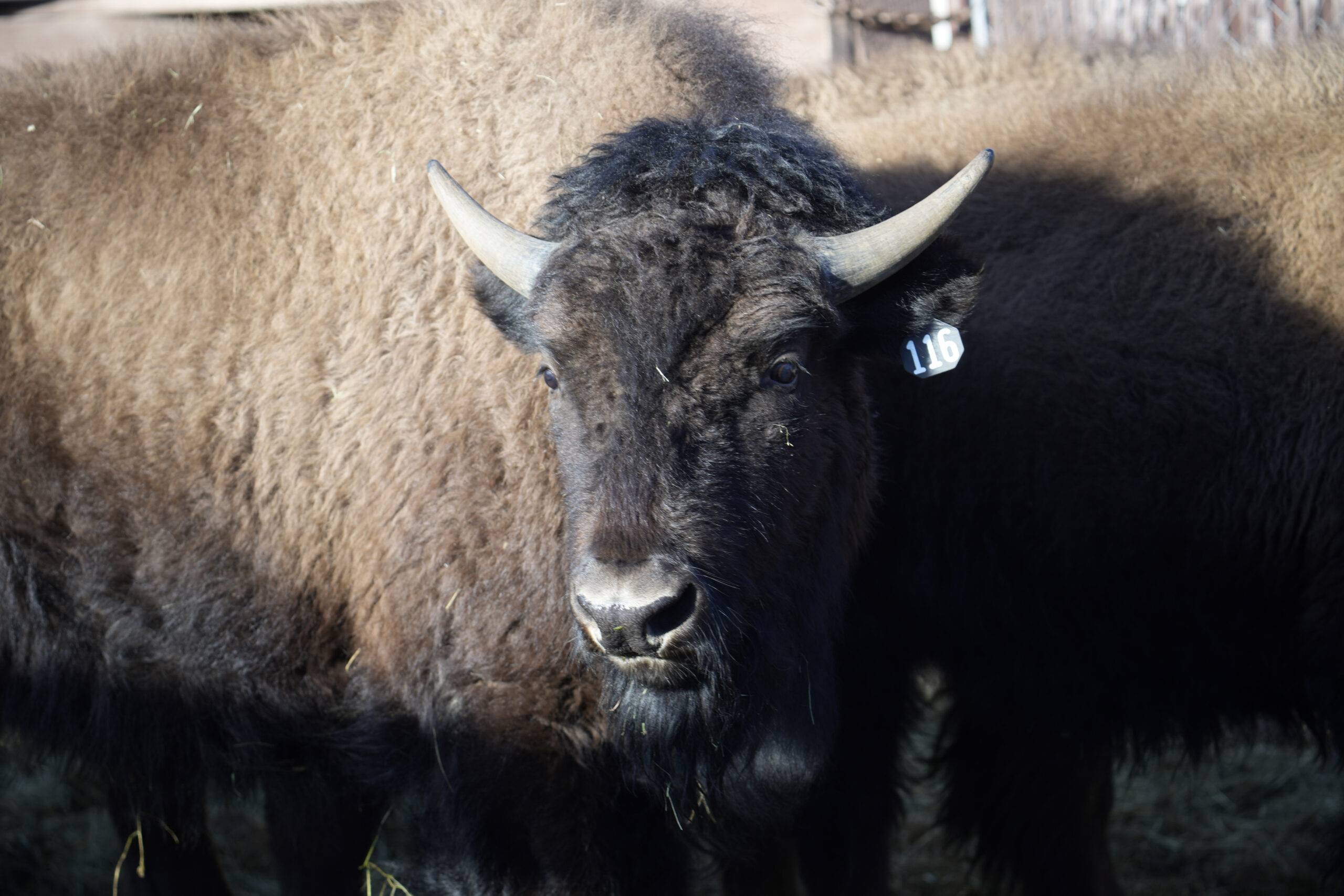 One of the 35 Denver Mountain Park bison stands in a corral as it waits to be transferred to repres...