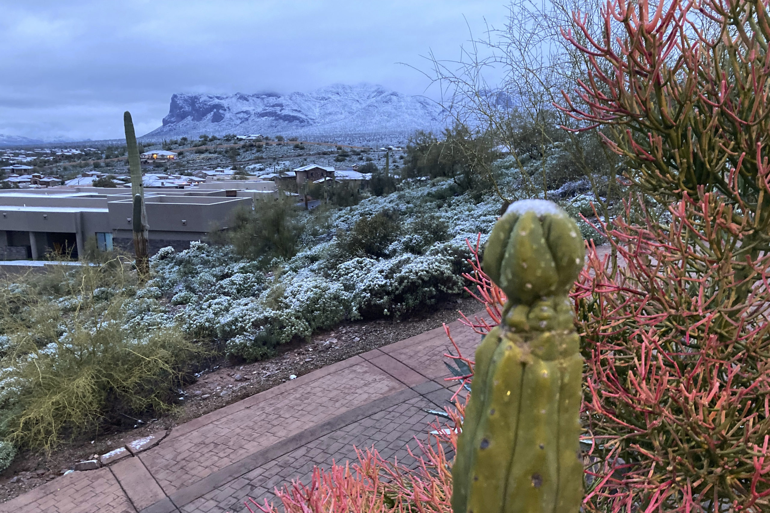 Snow covers shrubs and the top of a cactus on Thursday, March 2, 2023 east of Phoenix, Ariz. The Na...